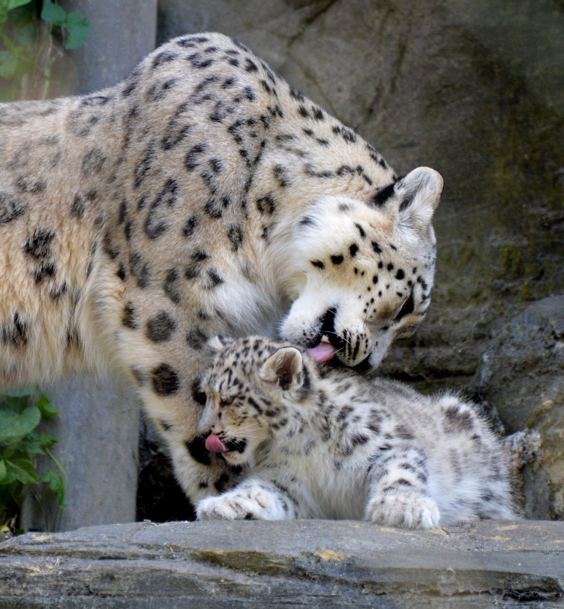 Снежный Барс спаривание