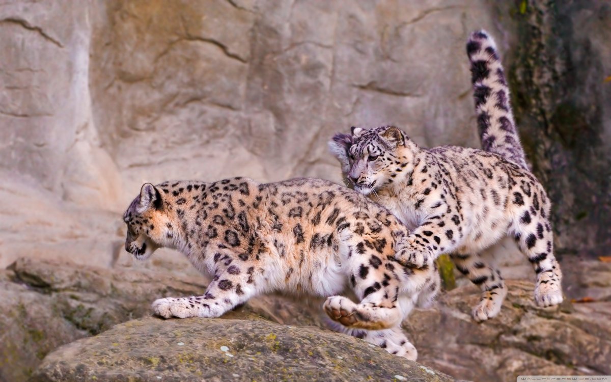 Ирбис снежный Барс в прыжке