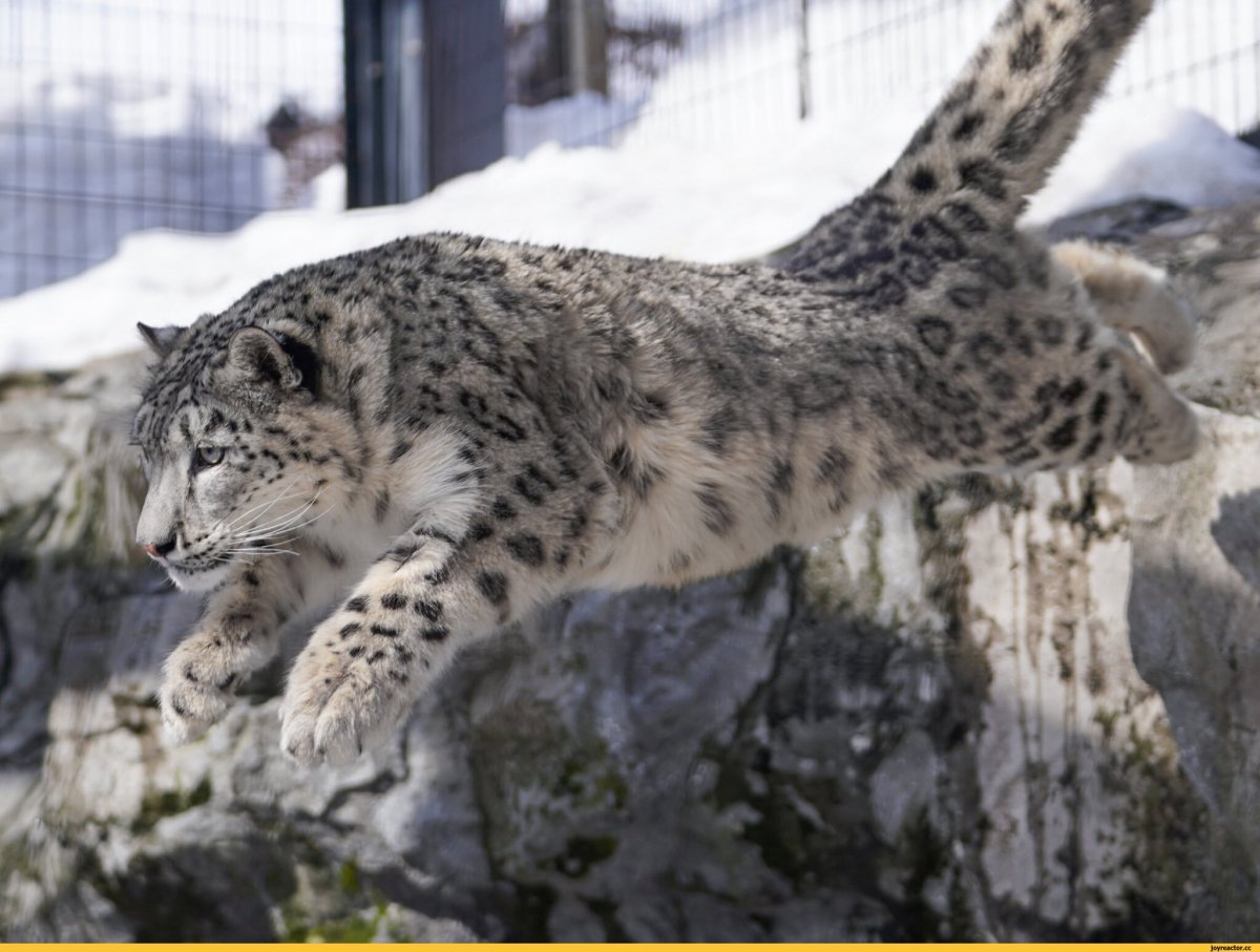 Снежный Барс Иркутск