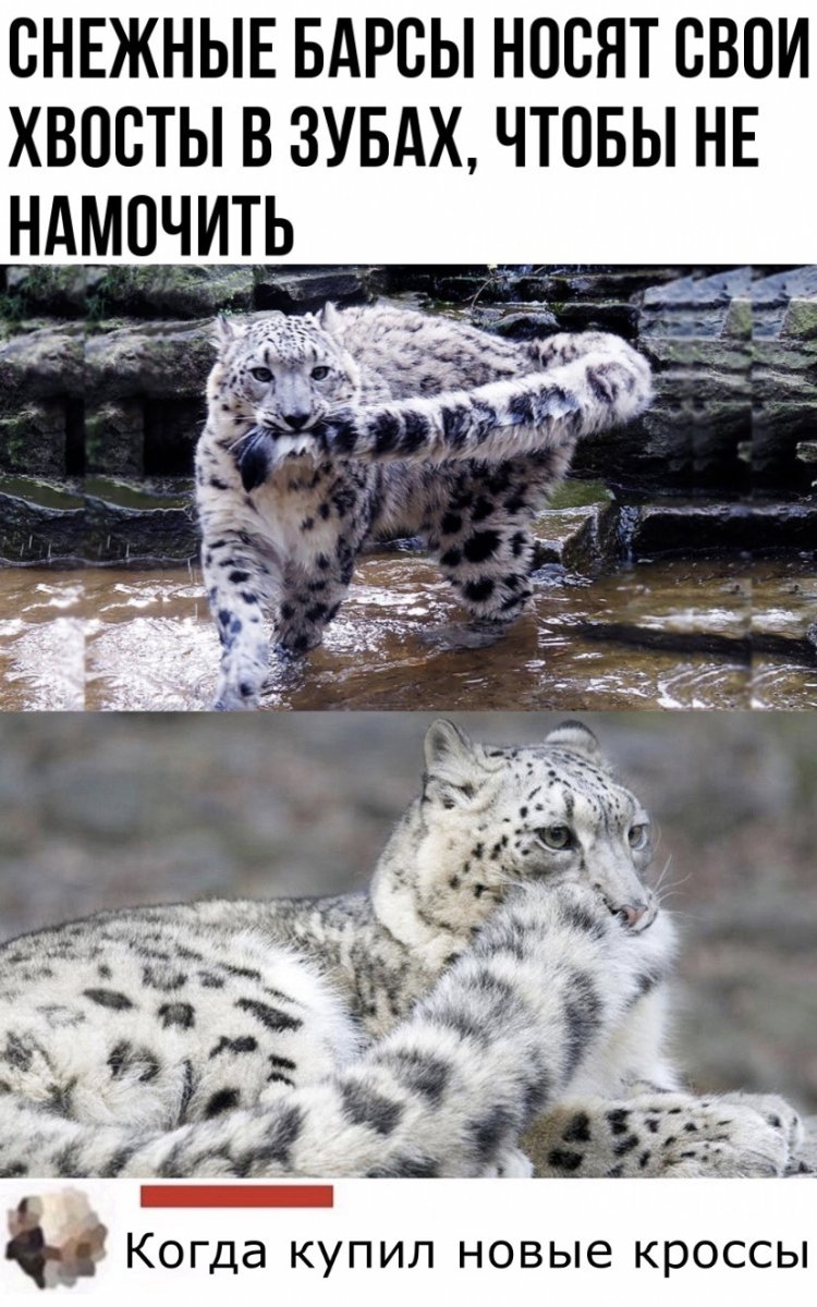 Снежный Барс смешной
