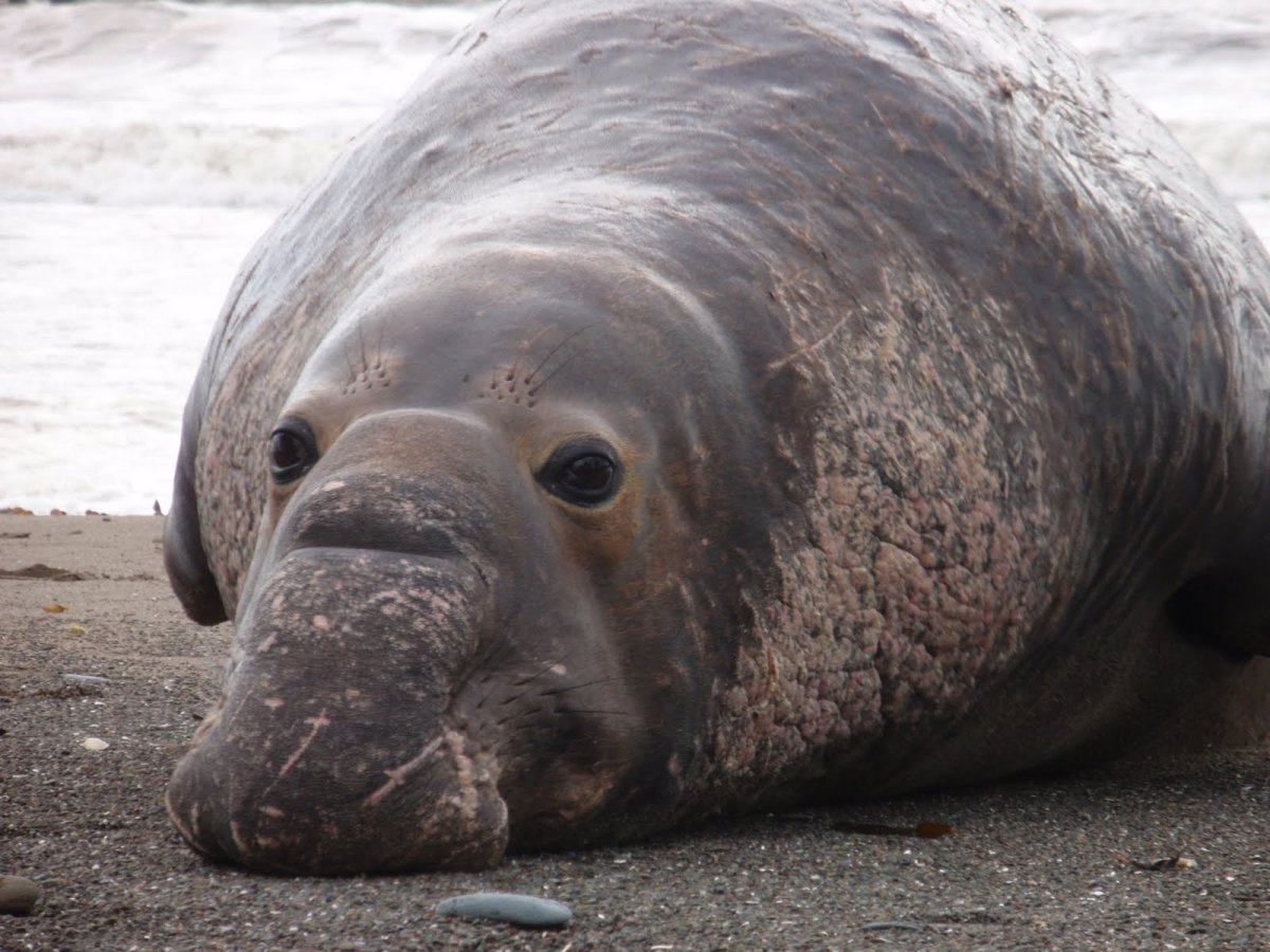 Морское животное с носом