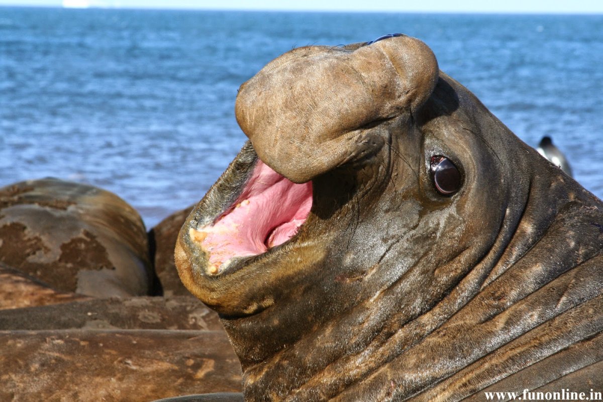 Тюлень с носом