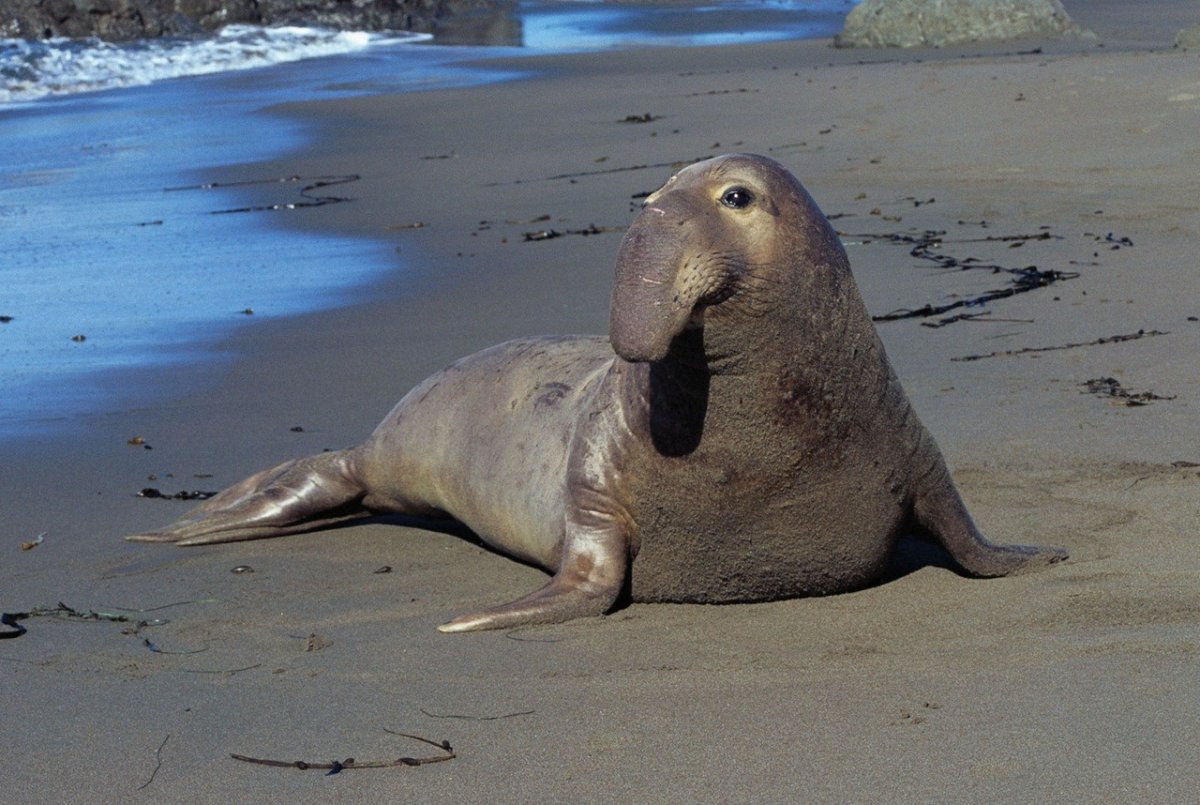 Южный морской слон