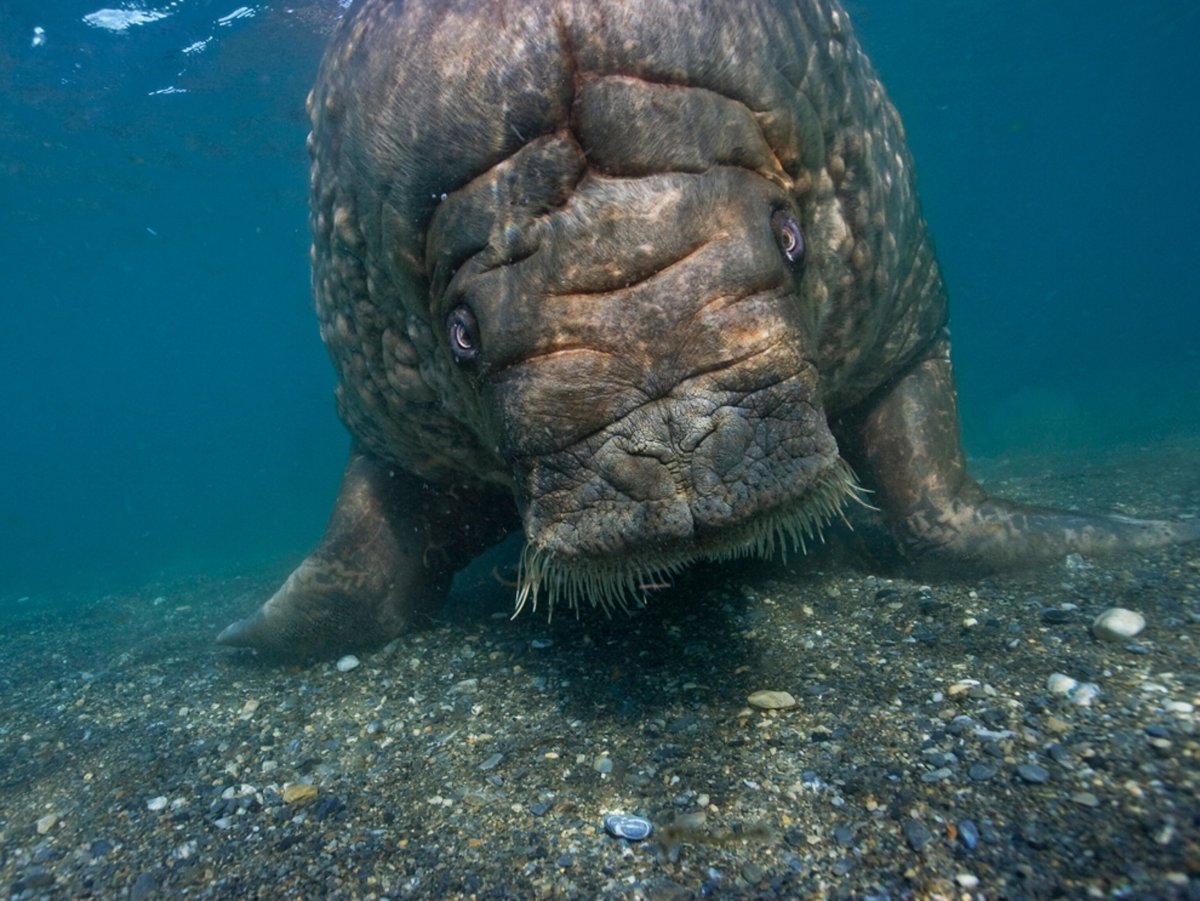 Атлантический океан животные морж