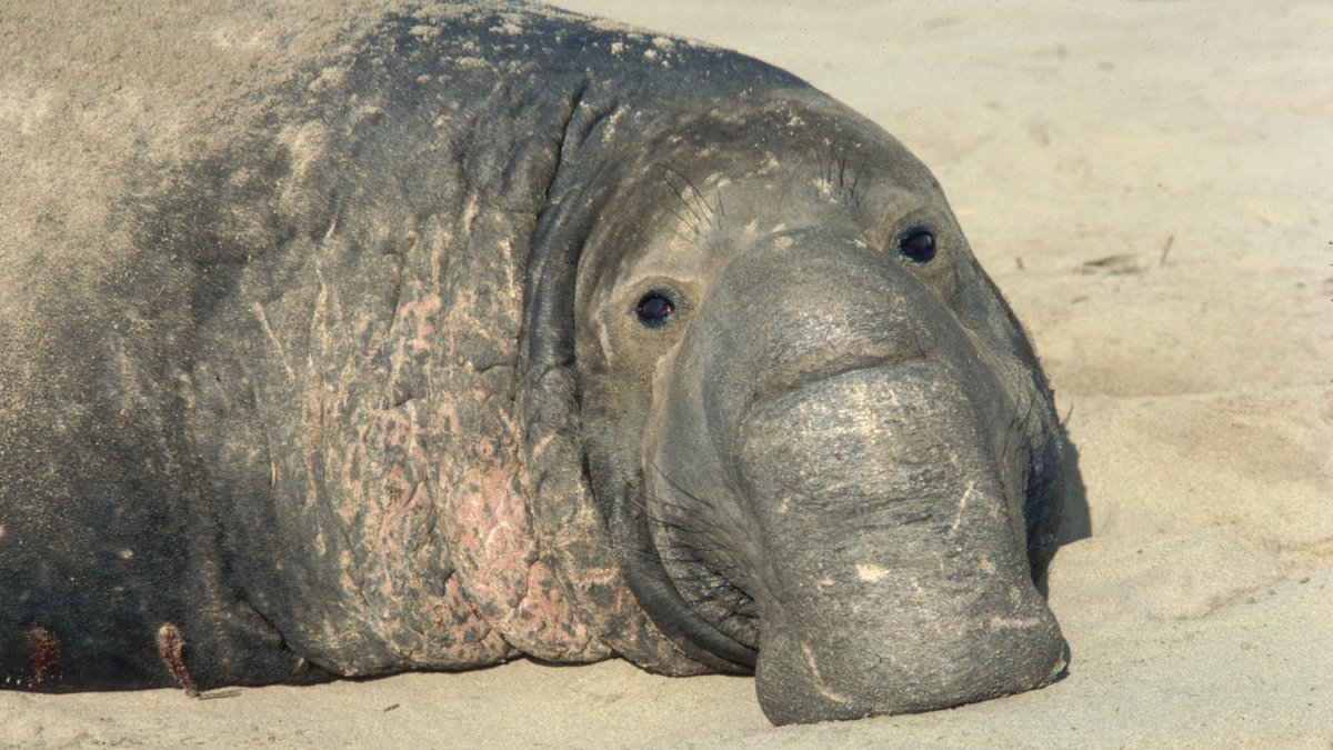 Морской слон