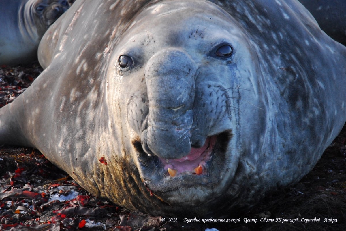 Морской котик и морской слон