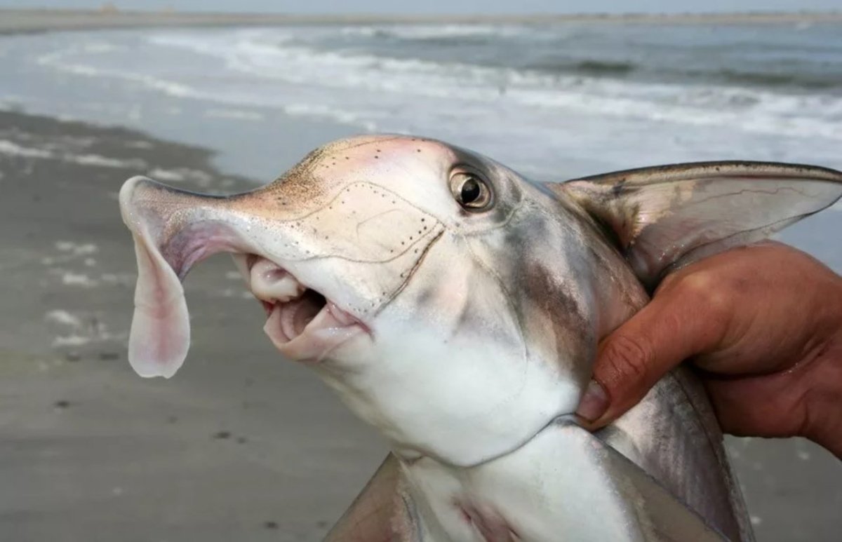 Рыба с ушами