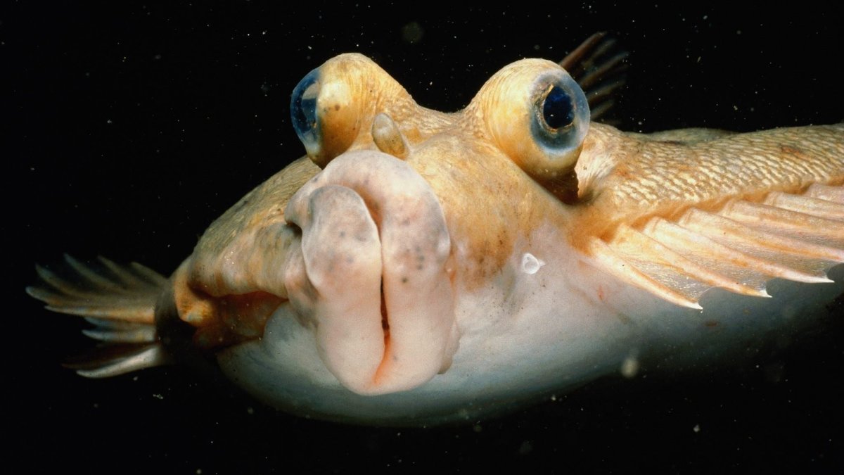 Морская рыба с выпученными глазам