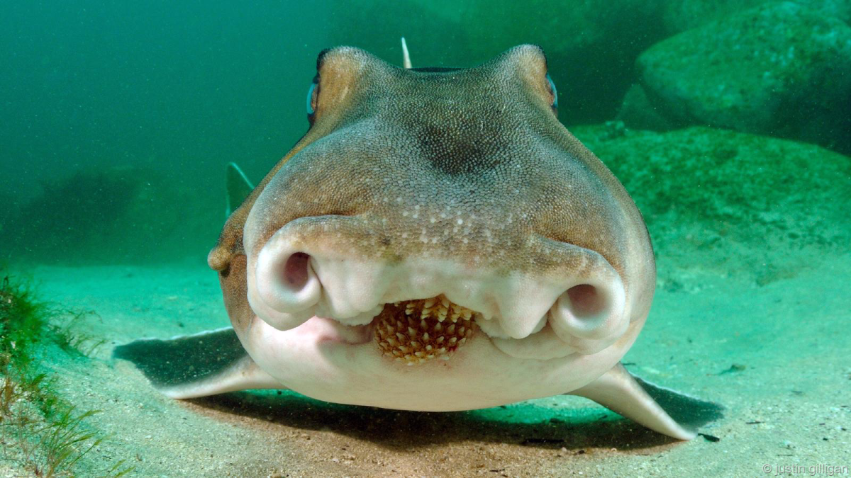 Амфибия акула