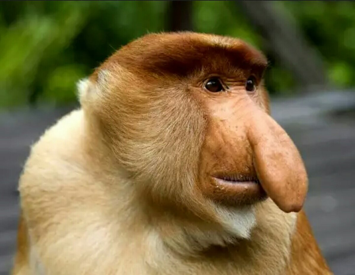 Йохан шнобель