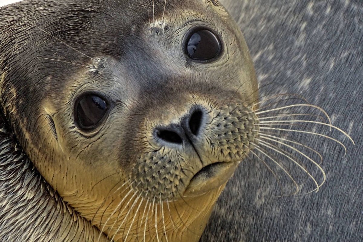 Морской котик