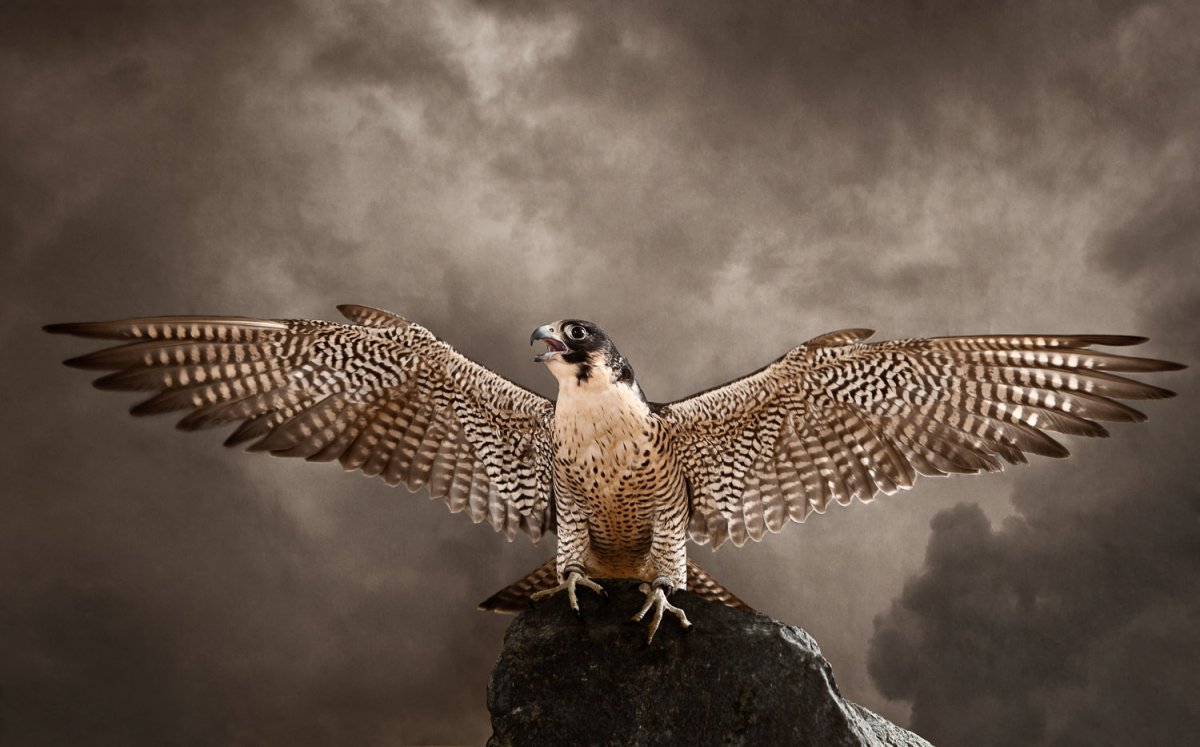 Ястреб в пустыне