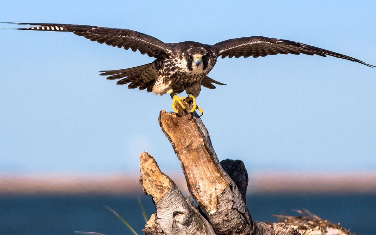 Сокол Сапсан Крылья