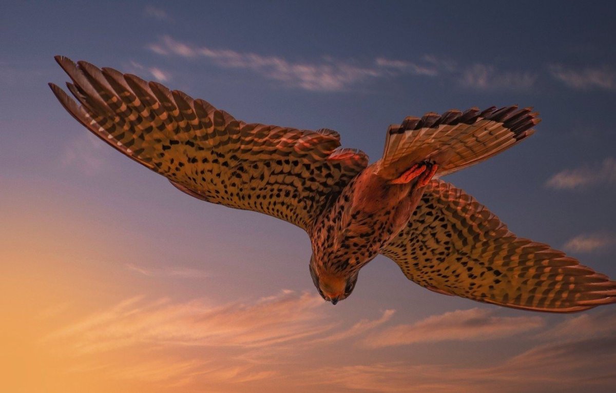 Сокол Сапсан полет