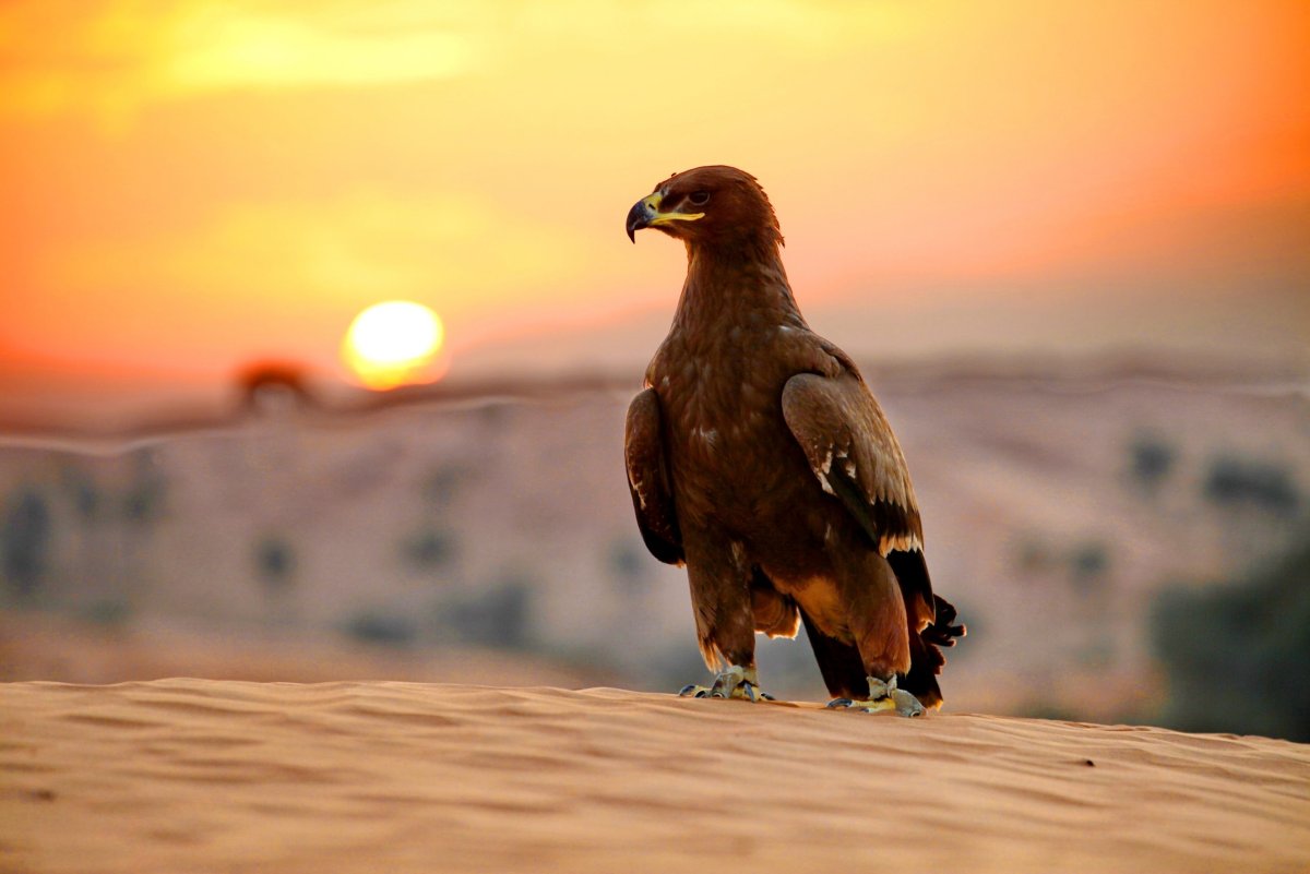 Соколы пустыни