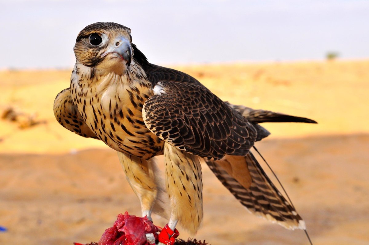 Пустынный Сокол