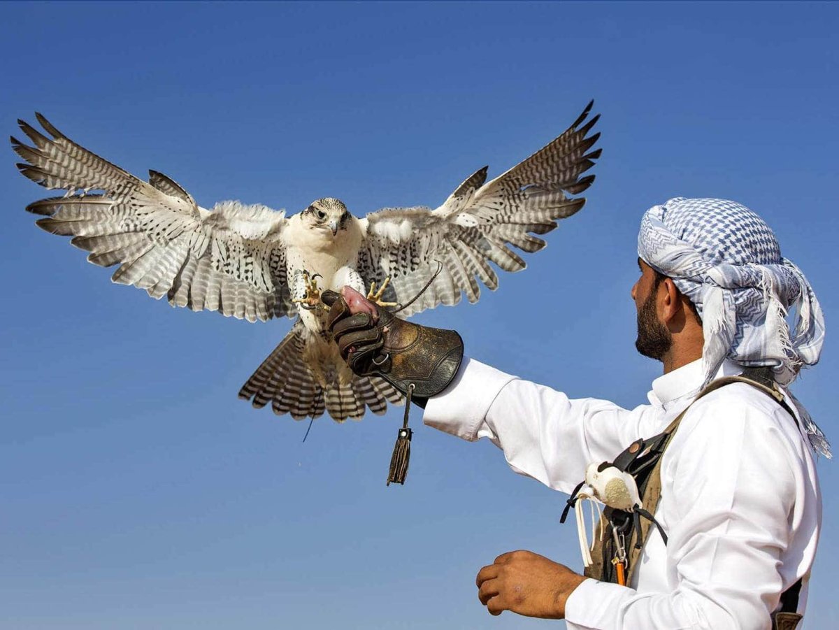 Соколиная охота Дубай