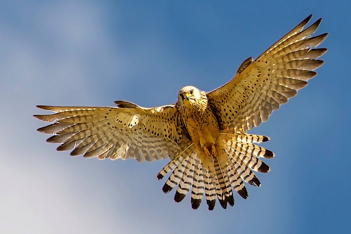 Пустынный сокол шахин