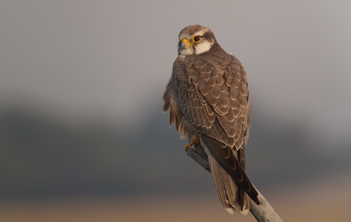 Лаггар рисунок