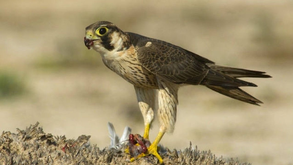 Рыжеголовый Сокол (Шахин)