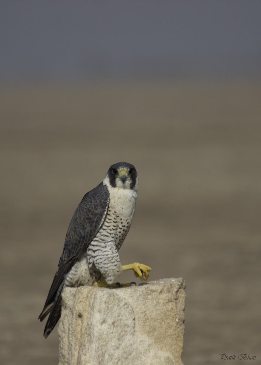 Сокол Шахин