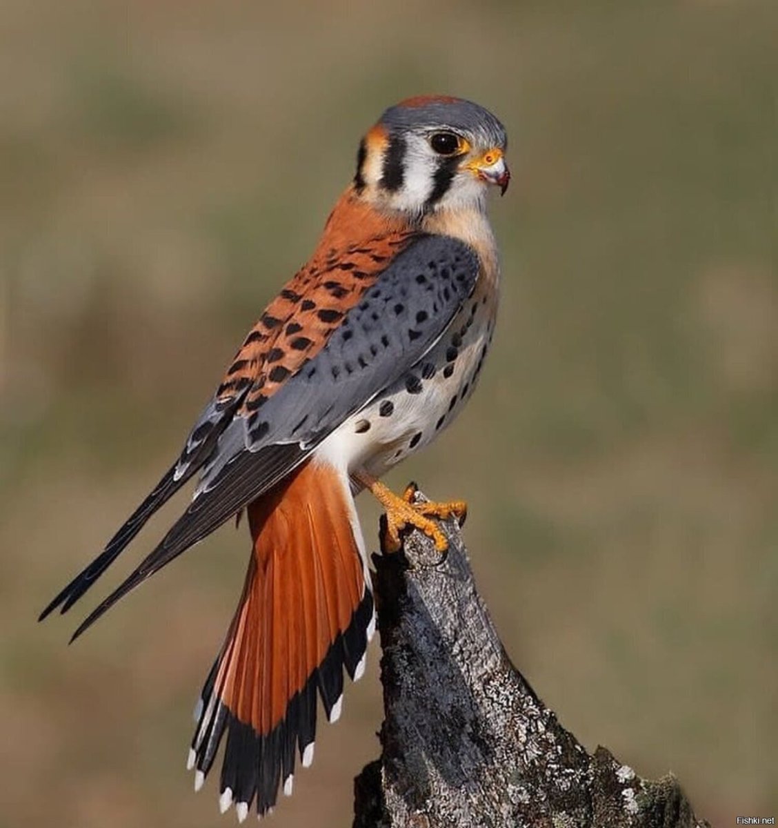 Сокол пустельга обыкновенная