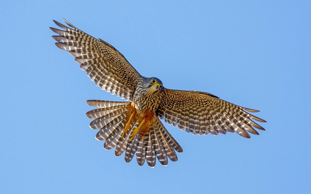 Пустельга Кречет Сапсан