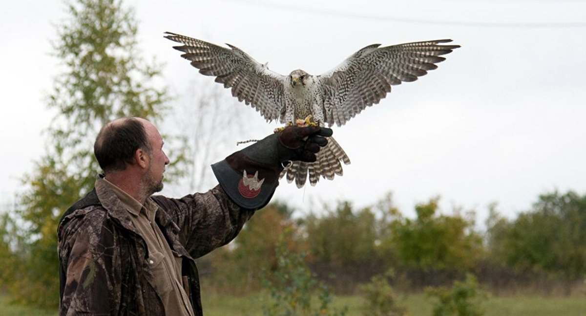 Птица и охотник