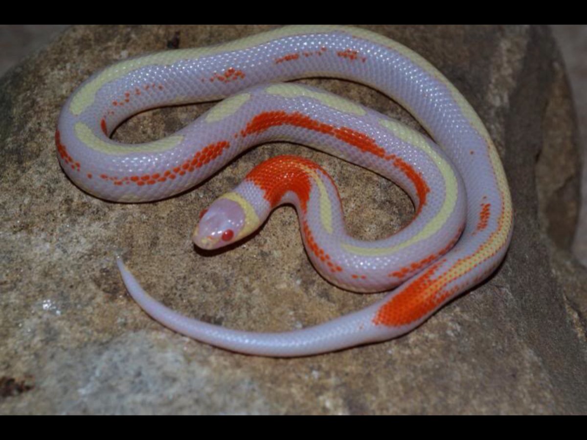 Маисовый полоз змея морфы