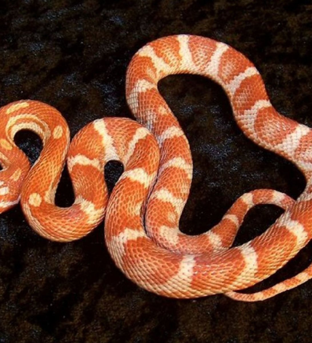 Минская змея