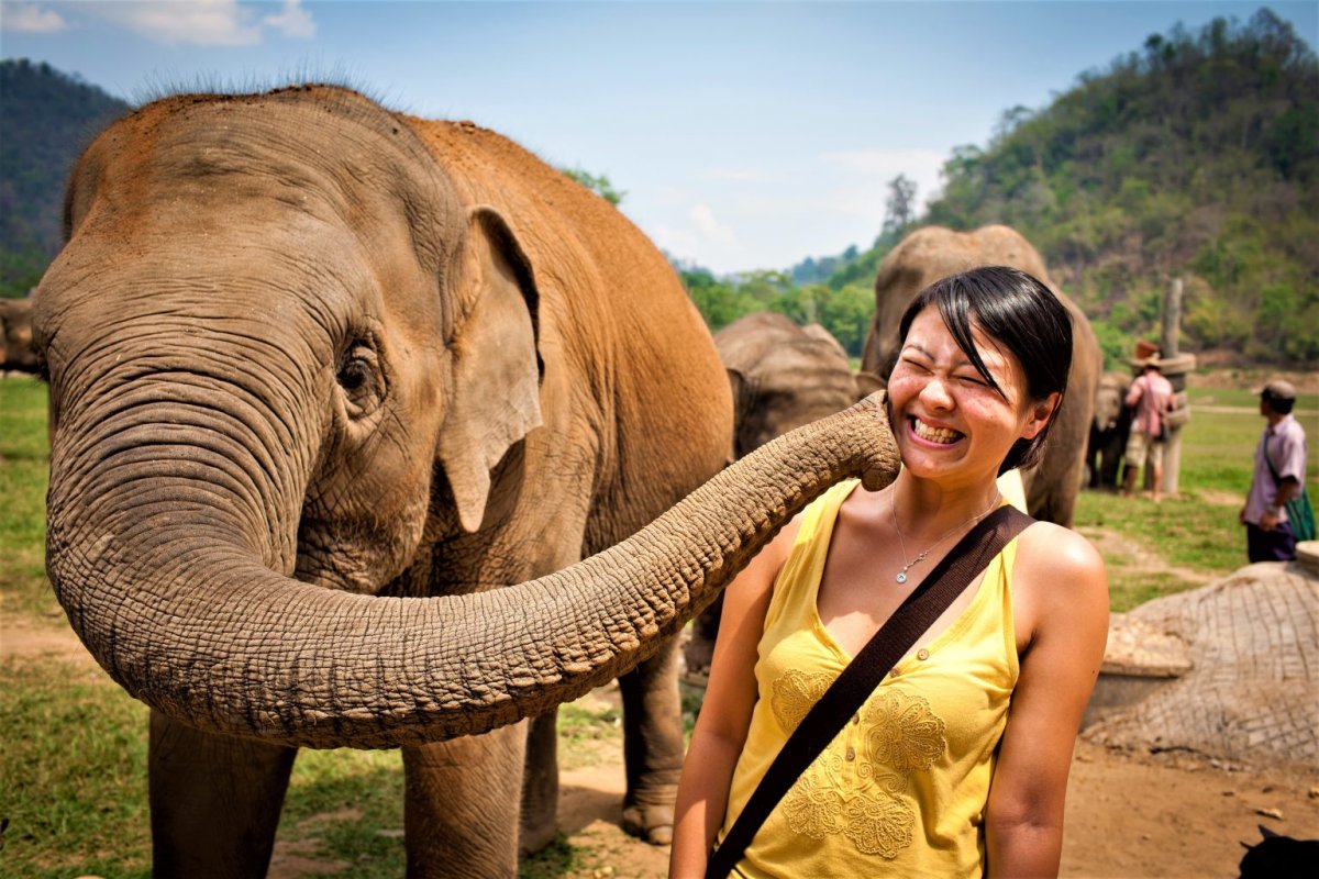 Таиланд слоны