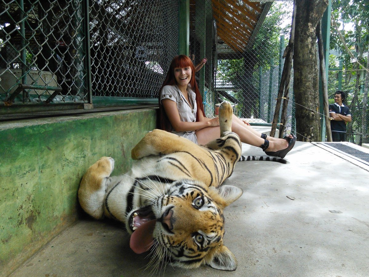 Королевство тигров на Пхукете