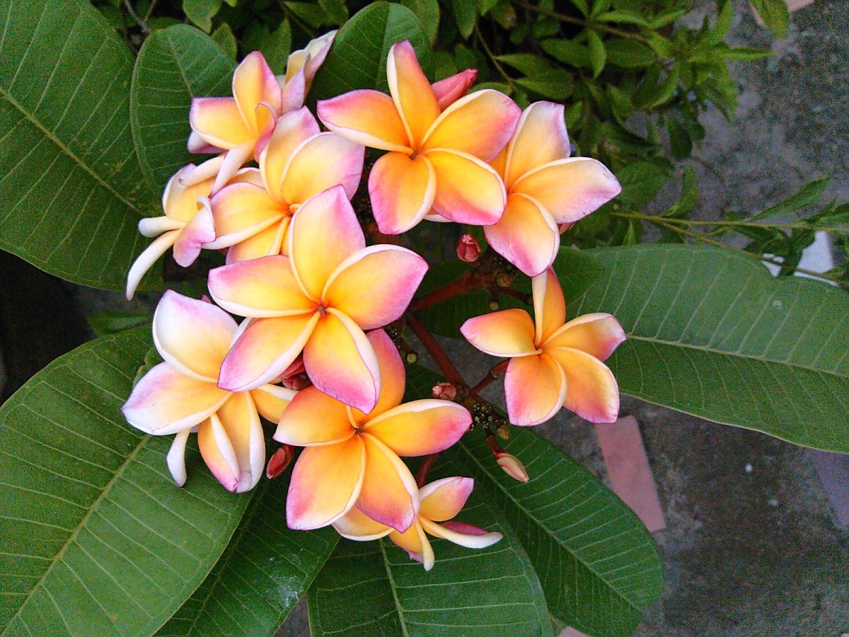 Флора Пхукета растения