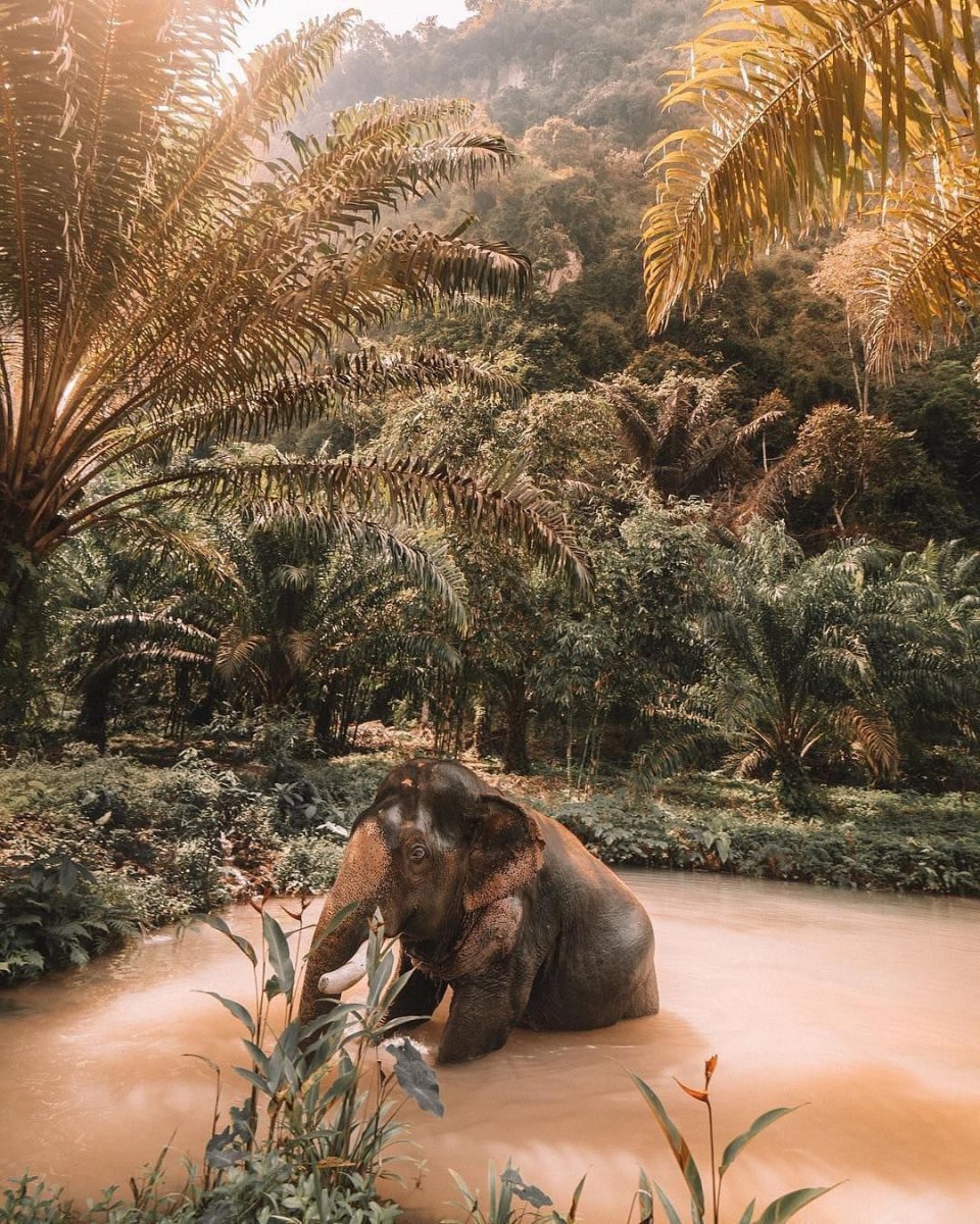 Тайланд природа и животные