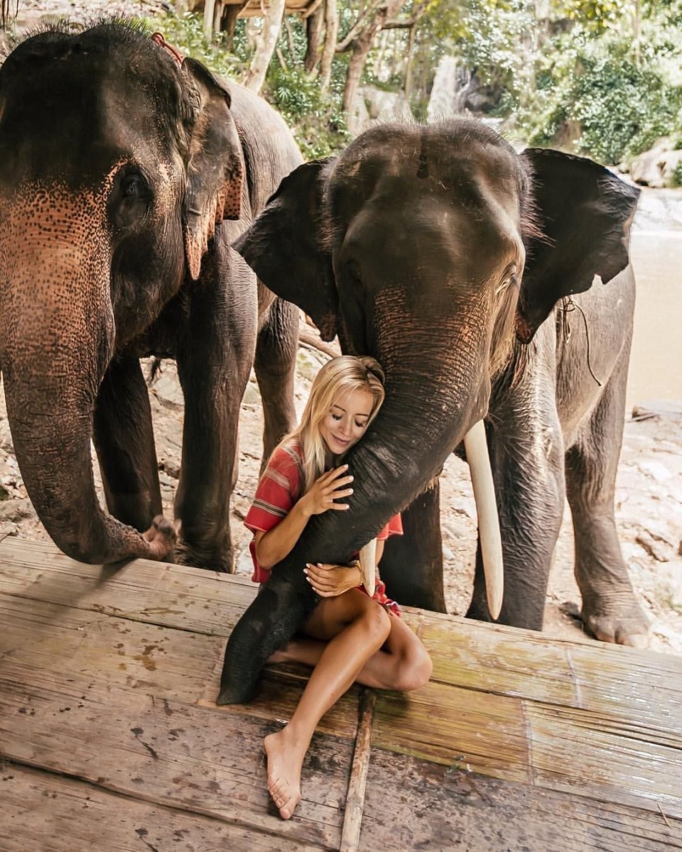 Дикие приключения Энимал планет