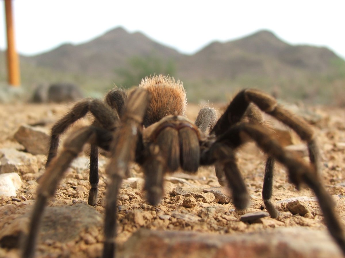 Пустынный Тарантул