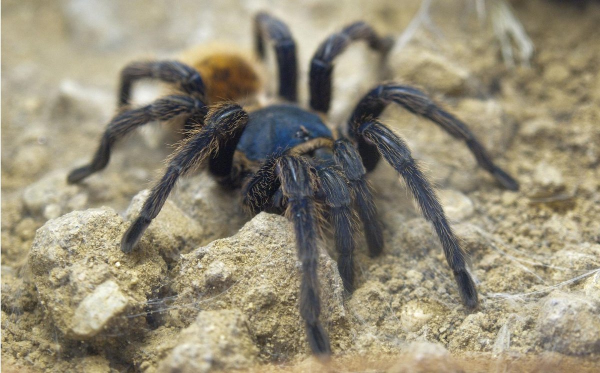 Тарантул птицеед