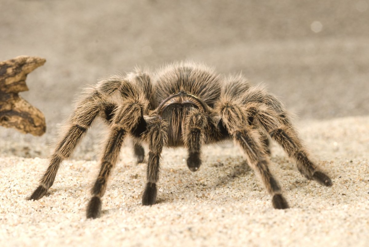 Пустынный Тарантул