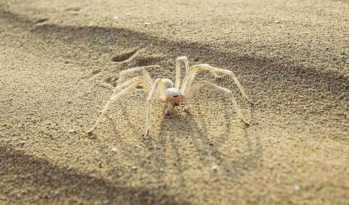 Паук Cebrennus rechenbergi