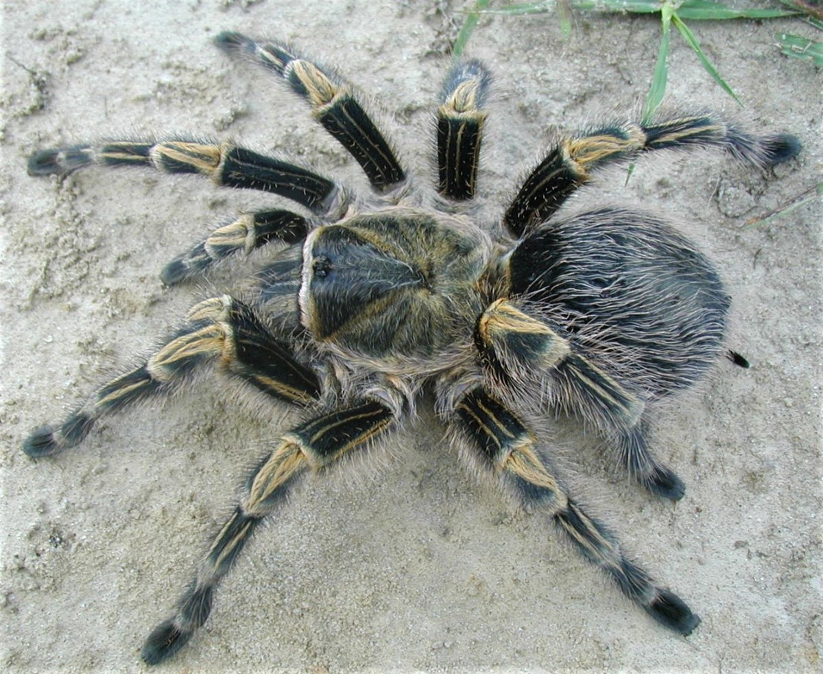 Птицеед Hapalopus