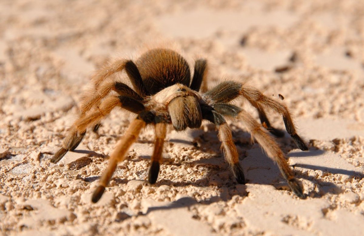 Пустынный Тарантул