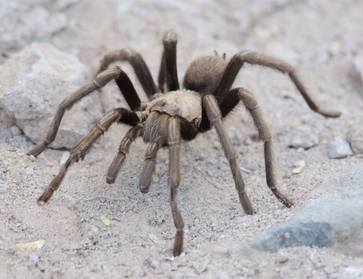 Паук фаланга Тарантул