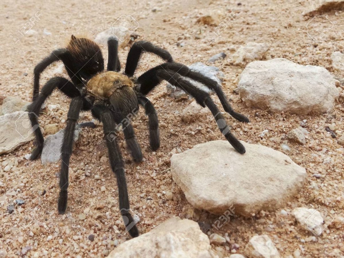 Пустыня Сонора Тарантул