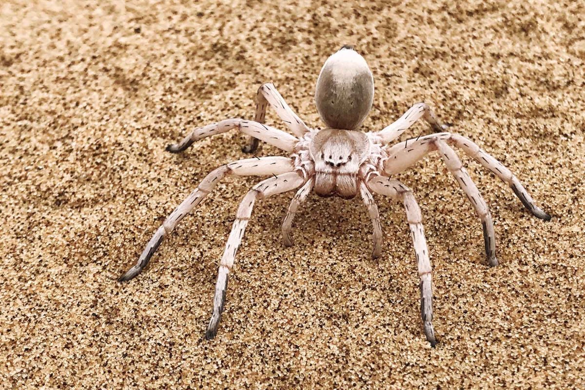 Carparachne aureoflava