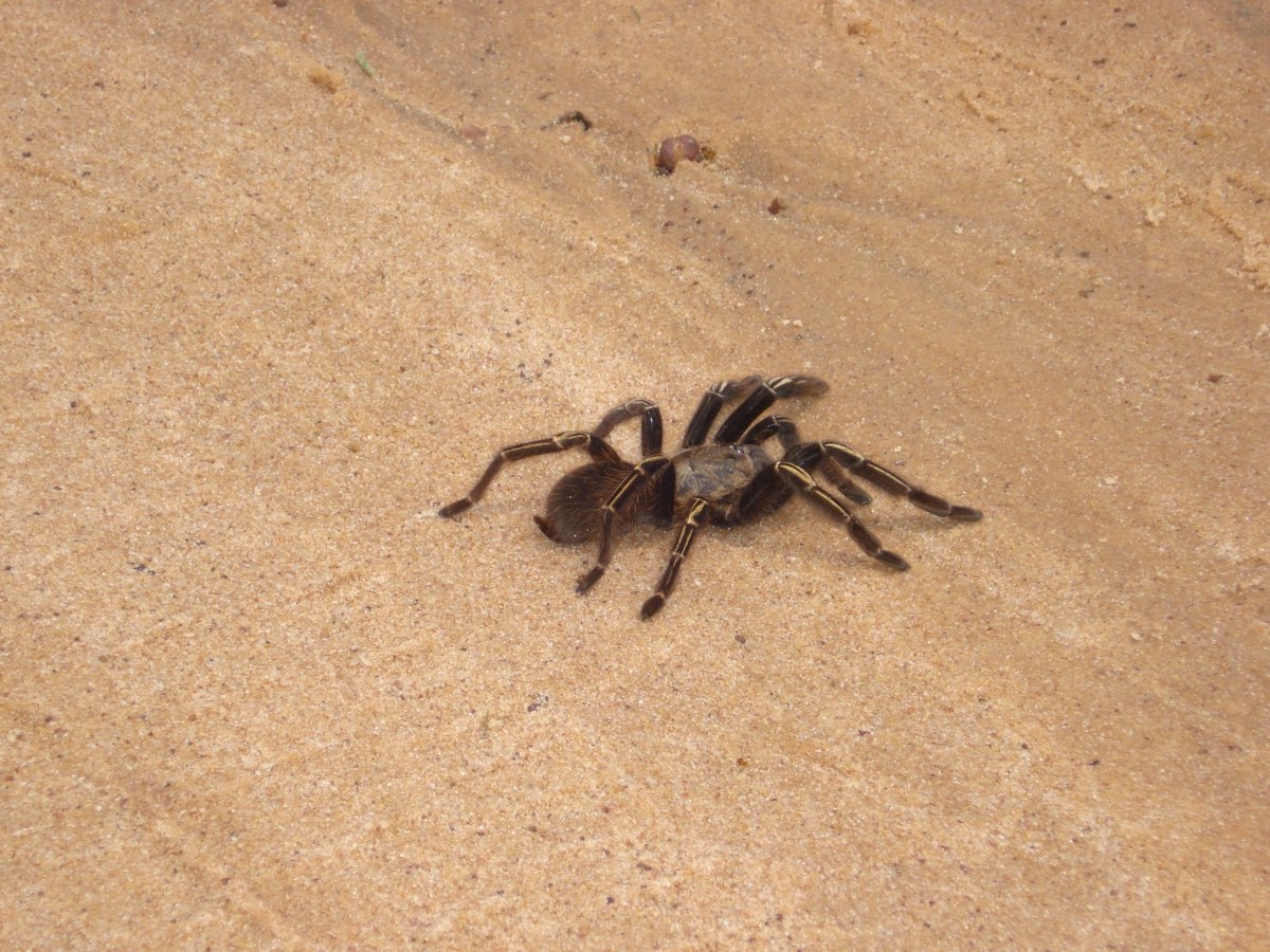 Земляной Тарантул