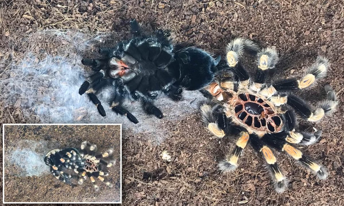 Гигантский паук в Мексике