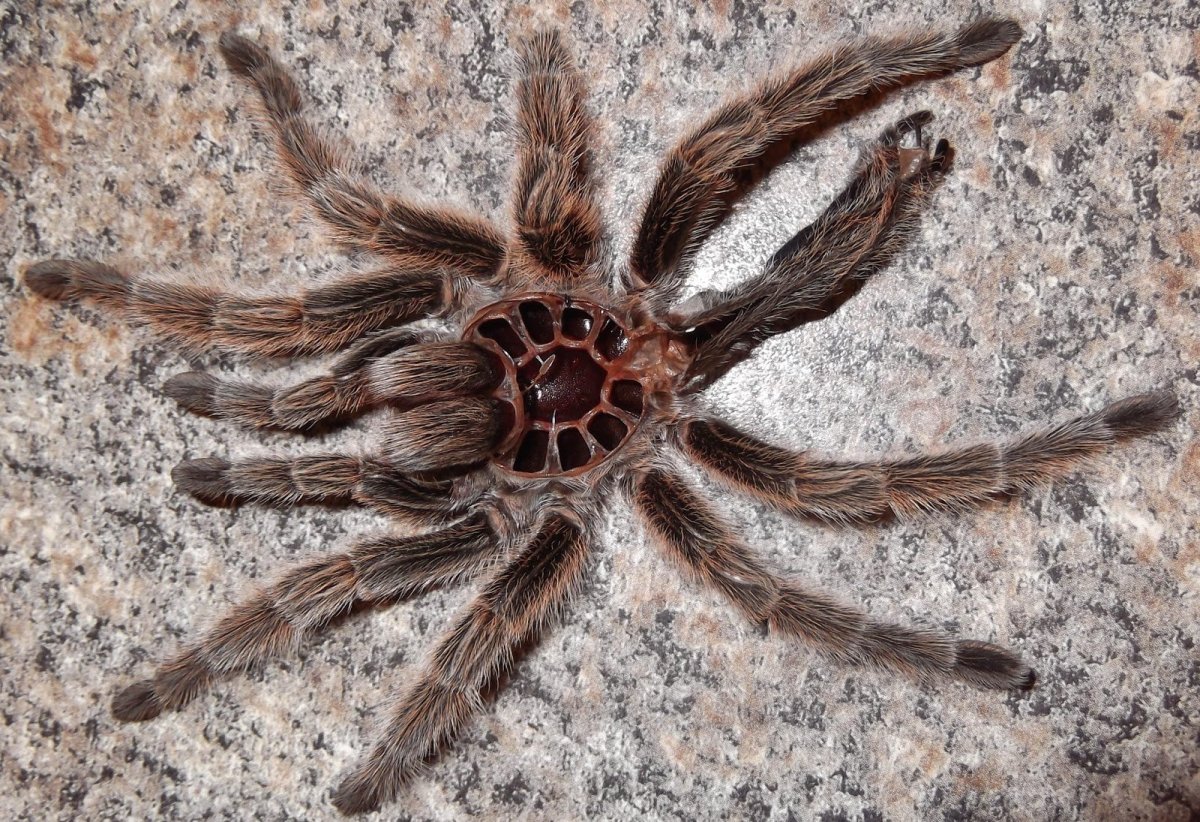Poecilotheria hanumavilasumica