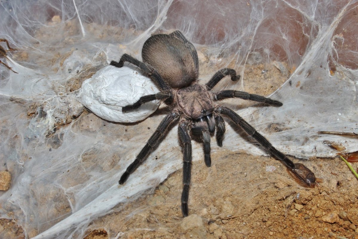 Chaetopelma olivaceum