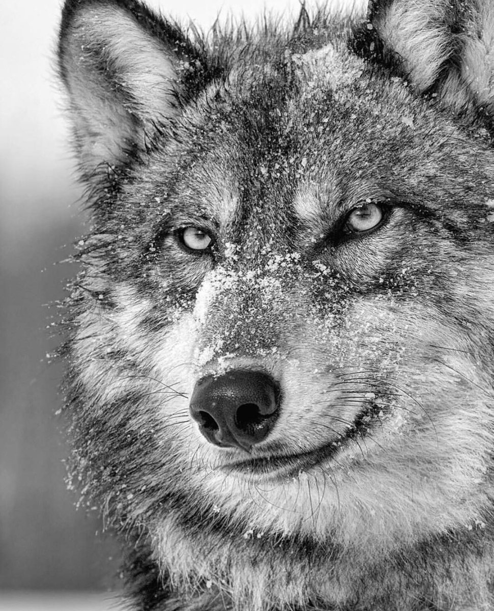 Одинокий волк