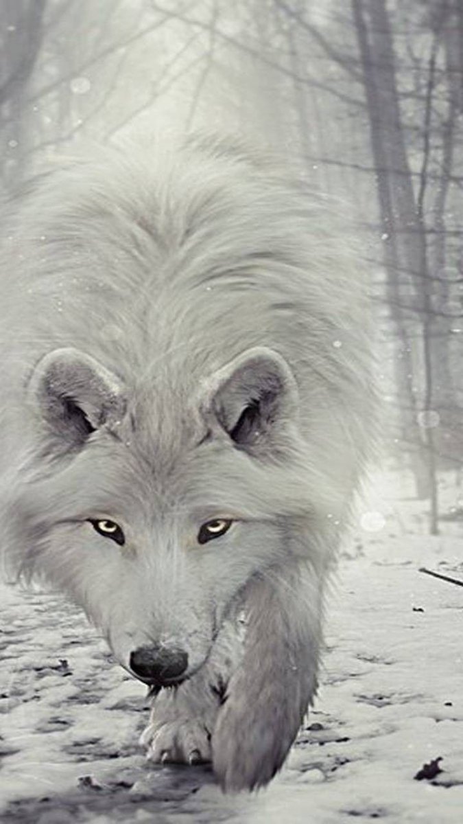 Белая волчица на охоте